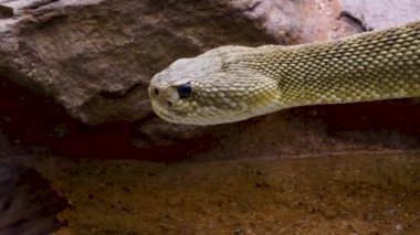 Çıngıraklı yılanın başını çöl kumuna yakın tut.,