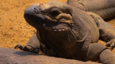 Mona iguana 'yı kapatın. Kayalıklarda geziniyor..