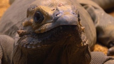 Mona iguana 'yı kapatın. Kayalıklarda geziniyor..