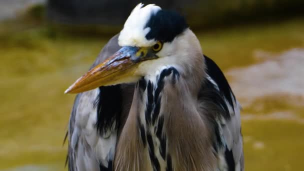 Heron Standing Water Autumn Freezing — Stock Video