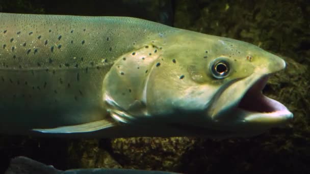Gros plan sur la truite et le saumon sous l'eau