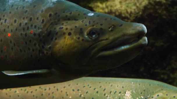 Alabalık Somon Balıklarını Kapayın — Stok video