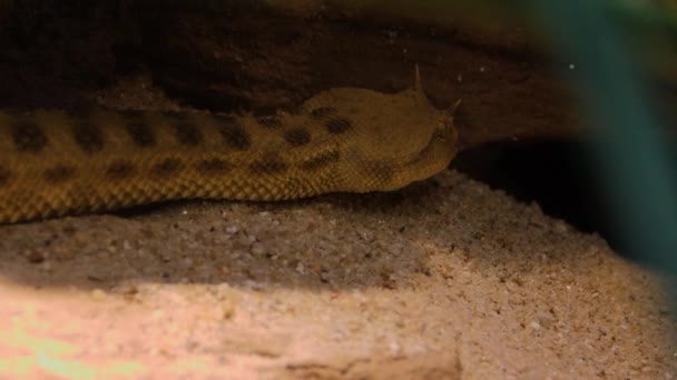 Primo Piano Della Vipera Cornuta Nascosta Sotto Una Pietra — Video Stock