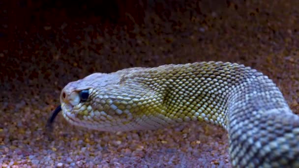 砂漠の砂の中でガラガラヘビの頭を閉じる — ストック動画