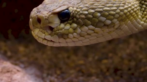 Primo Piano Della Testa Serpente Sonagli Nella Sabbia Del Deserto — Video Stock