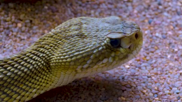 Close Rattlesnake Head Desert Sand — Stock Video