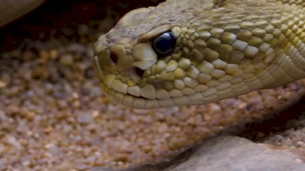 砂漠の砂の中でガラガラヘビの頭を閉じる — ストック動画