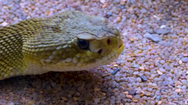 모래에 방울뱀 머리를 클로즈업 — 비디오