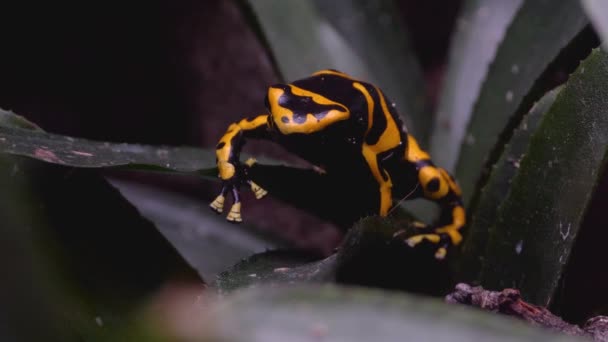 Close Sapo Seta Veneno Preto Amarelo Sentado Uma Planta Movendo — Vídeo de Stock