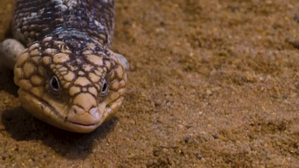Close Pine Cone Skink Lizard Crawling Sand — Stock Video