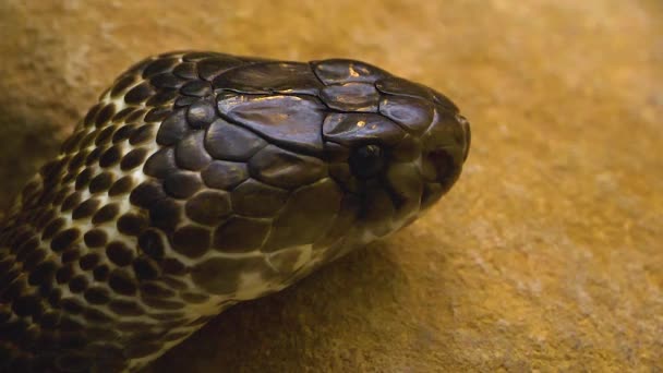 Primer Plano Cabeza Cobra Una Roca Cámara Lenta Con Lengua — Vídeos de Stock