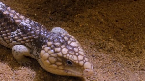 Kumda Sürünen Çam Kozalağı Kertenkelesinin Yakınına — Stok video