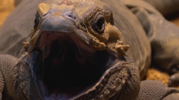 Close Mona Iguana Che Muove Sulle Rocce — Video Stock