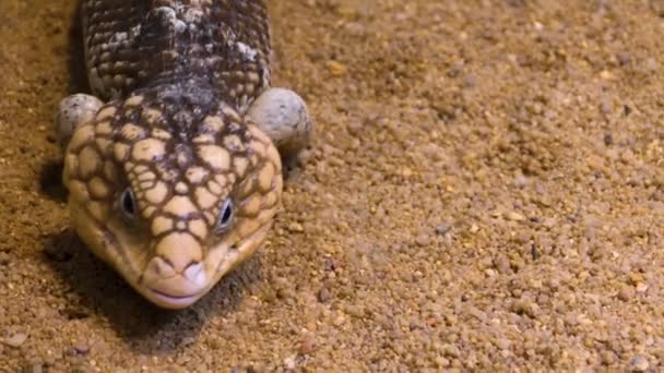 Close Pine Cone Skink Lizard Crawling Sand — Stock Video