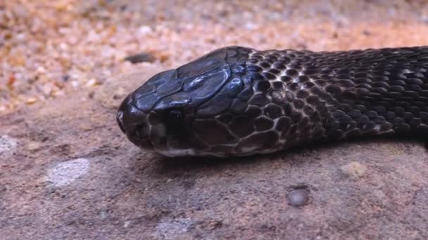 Großaufnahme Des Kobra Kopfes Auf Einem Felsen Zeitlupe Mit Herauskommender — Stockvideo