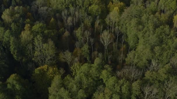 Vista Aérea Bosques Árboles Alrededor Del Lago Constanza Alemania Día — Vídeo de stock