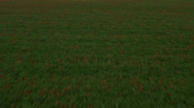 İlkbaharda Almanya 'da kırmızı gelinciklerle alçak uçuş alanı.