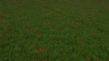 İlkbaharda Almanya 'da kırmızı gelinciklerle alçak uçuş alanı.