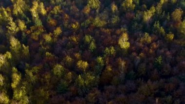 Güney Almanya 'daki kara orman Sonbaharda güneşli bir günde