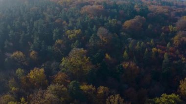 Güney Almanya 'daki kara orman Sonbaharda güneşli bir günde