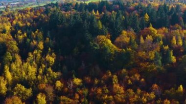 Güney Almanya 'daki kara orman Sonbaharda güneşli bir günde