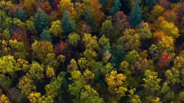 Czarny Las Południowych Niemczech Słoneczny Dzień Jesienią — Wideo stockowe
