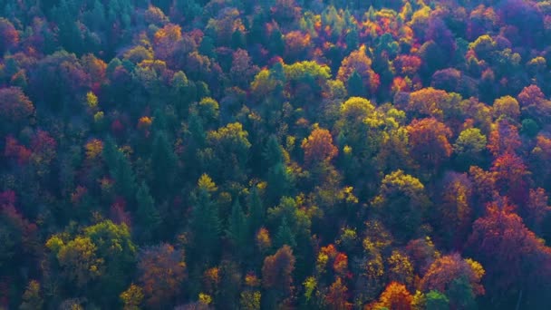 Floresta Negra Sul Alemanha Dia Ensolarado Outono — Vídeo de Stock