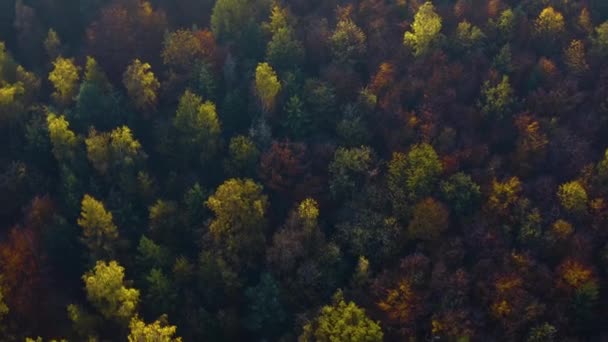 Czarny Las Południowych Niemczech Słoneczny Dzień Jesienią — Wideo stockowe