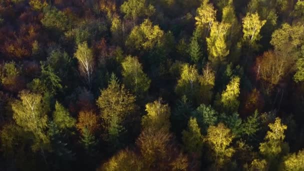 Черный Лес Юге Германии Солнечный День Осенью — стоковое видео
