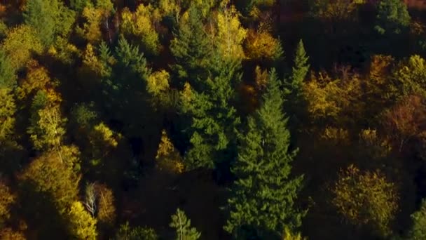 德国黑森林秋天树木的空中景观 — 图库视频影像