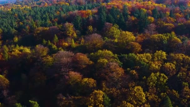 Floresta Negra Sul Alemanha Dia Ensolarado Outono — Vídeo de Stock