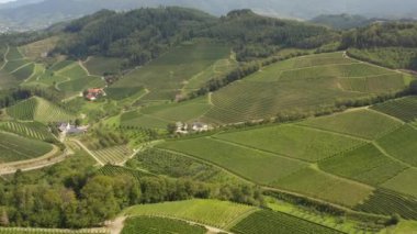Almanya 'nın Durbach kentindeki üzüm bağlarının hava manzarası, Almanya' da kara ormana yakın güneşli bir günde