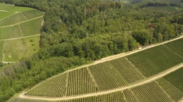 Widok Powietrza Winnice Wokół Durbach Niemczech Słoneczny Dzień Niemczech Pobliżu — Wideo stockowe