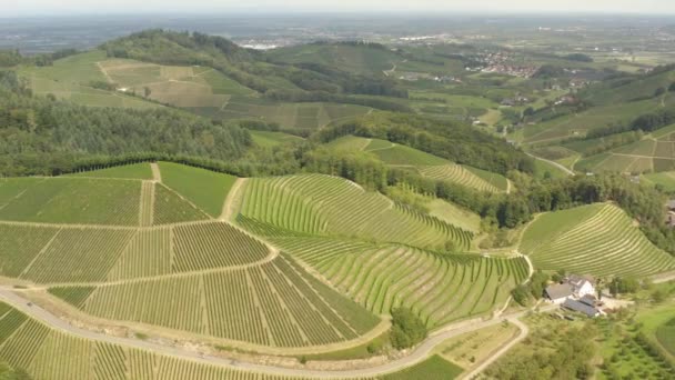 Luftaufnahme Der Weinberge Rund Durbach Einem Sonnigen Tag Deutschland Der — Stockvideo