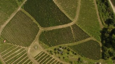 Almanya 'da Durbach ve Burg Staufenberg kalesinin etrafındaki üzüm bağlarının hava manzarası, kara ormana yakın güneşli bir günde.