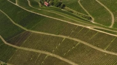Almanya 'da Durbach ve Burg Staufenberg kalesinin etrafındaki üzüm bağlarının hava manzarası, kara ormana yakın güneşli bir günde.