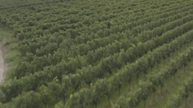 Yazın güneşli bir günde Almanya 'da Endingen am Kaiserstuhl çevresindeki üzüm bağlarının hava manzarası. Kasabaya yakın üzüm bağlarının üzerinde uçuyor. Renk düzeltmesi gerekiyor.