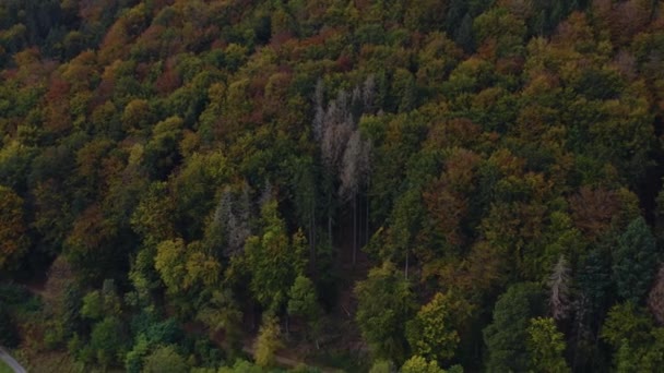 Vista Aérea Torno Floresta Negra Ruínas Mosteiro Frauenalb Alemanha Uma — Vídeo de Stock