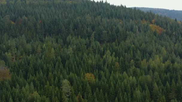 Aerial View Trees Hills Mountains Autumn Fall Black Forest Germany — Stock Video