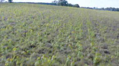 Yazın güneşli bir günde bir ayçiçeği tarlasının havadan görünüşü.