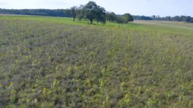 Yazın güneşli bir günde bir ayçiçeği tarlasının havadan görünüşü.