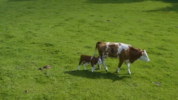 Vista Aérea Vacas Alemania Día Soleado Verano Pastizal — Vídeo de stock