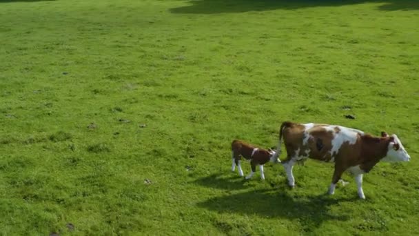 Pemandangan Udara Sapi Jerman Pada Hari Yang Cerah Musim Panas — Stok Video