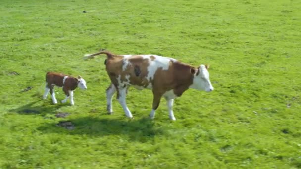 Luchtfoto Van Koeien Duitsland Een Zonnige Zomerdag Een Weiland — Stockvideo