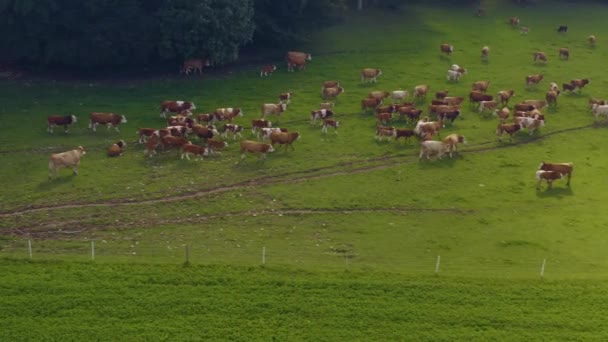 Tehenek Légi Kilátása Németországban Egy Napos Nyári Napon Egy Legelőn — Stock videók