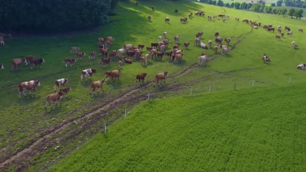 Vista Aérea Vacas Alemania Día Soleado Verano Pastizal Pan Derecha — Vídeo de stock