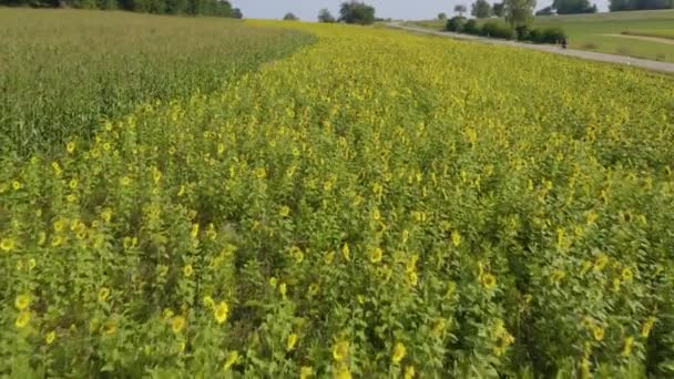 Aerial View Sunflower Field Sunny Day Summer — Stock Video