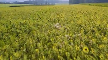 Almanya 'daki bir ayçiçeği tarlasının havadan görünüşü