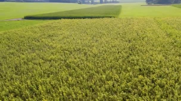 Повітряний Вид Соняшник Німеччині — стокове відео