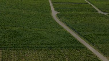 Almanya 'da Mundelsheim yakınlarında bulunan üzüm bağları. Baharın güneşli bir gününde.